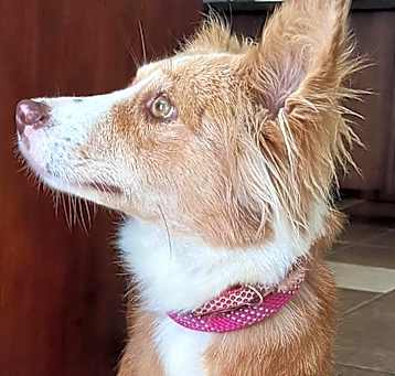 Photo of Ruby