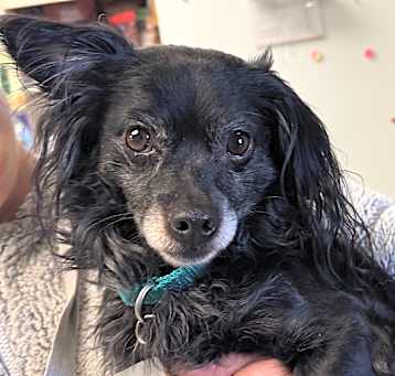 Photo of Ralphie
