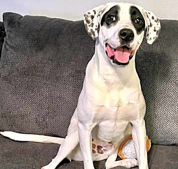 Photo of Bandit
