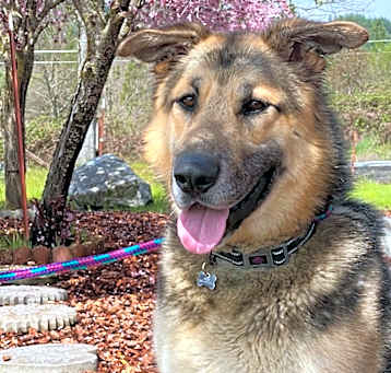 Photo of Moose