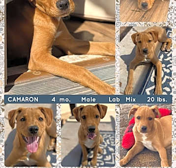 Photo of CAMARON