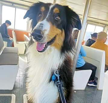 Photo of Bailey