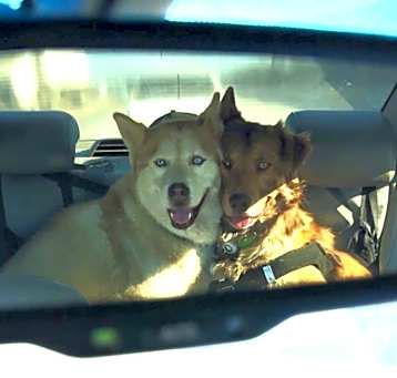 Photo of Odin & Lilo