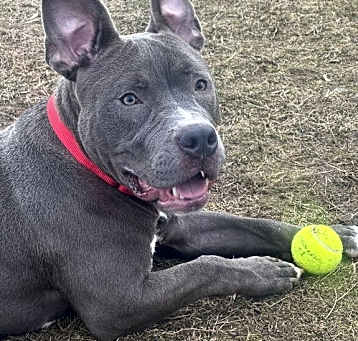 Photo of Jax
