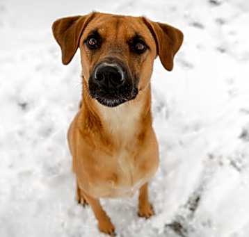 Photo of Boh