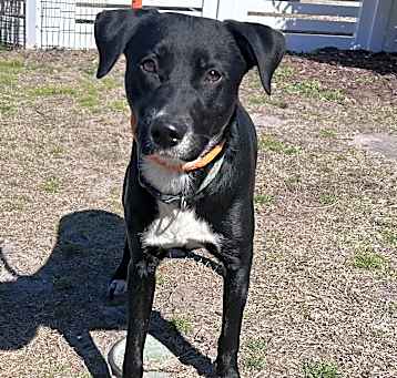 Photo of Lil Black Doggie