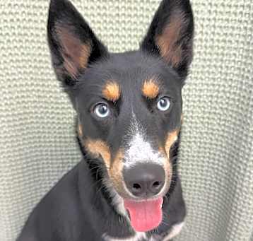 Photo of ELVIRA