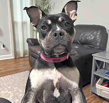 Photo of Roxie