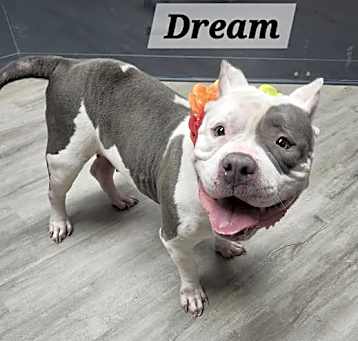Photo of Dream