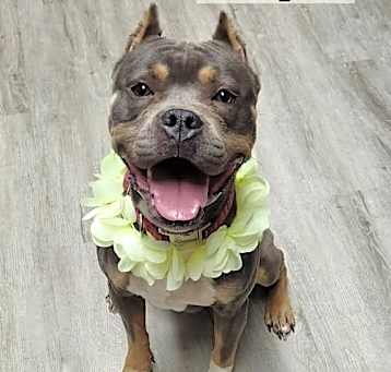 Photo of Vesper