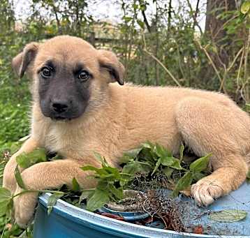Photo of Ranger