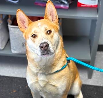 Photo of Akita