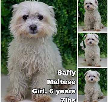 Photo of Saffy from Korea