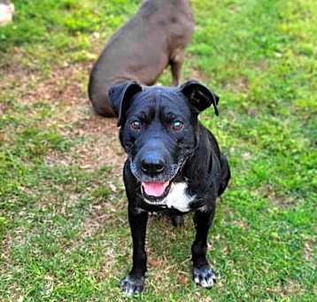 Photo of Buddy