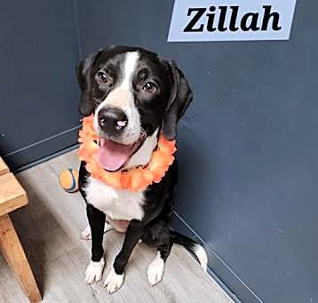 Photo of Zillah