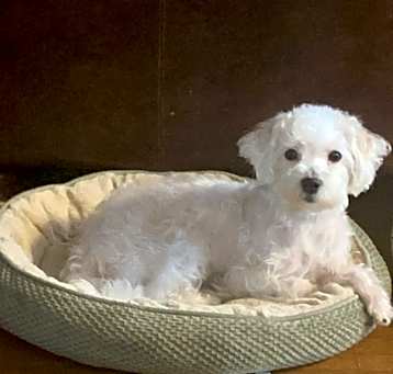 Photo of Luna