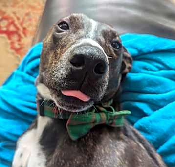 Photo of Bugsy