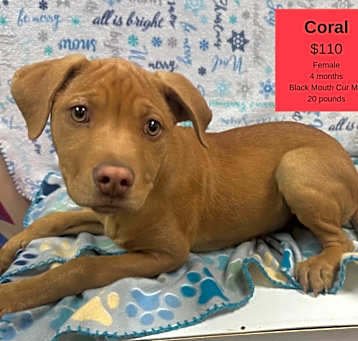 Photo of Coral