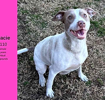 Photo of Gracie