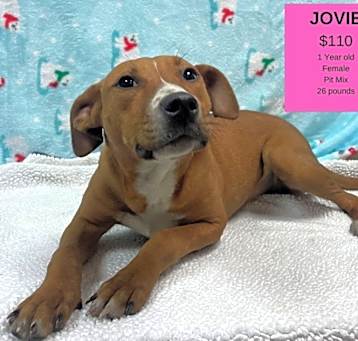 Photo of Jovie