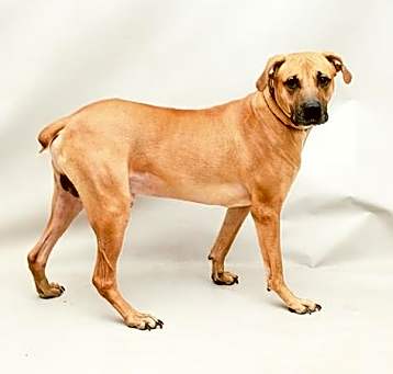 Photo of SCOOBY