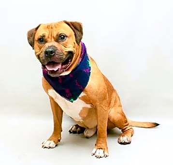 Photo of MOOSE