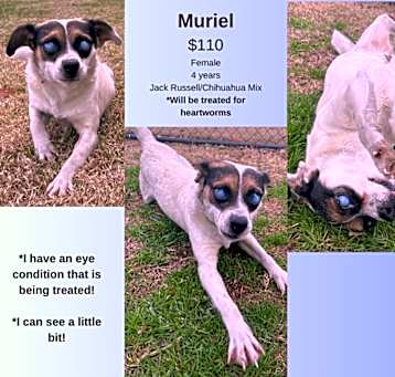 Photo of Muriel