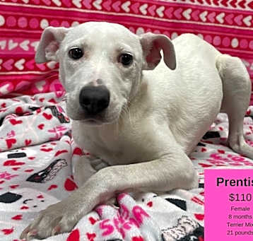 Photo of Prentiss