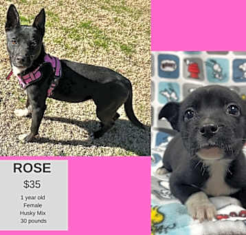 Photo of Rose