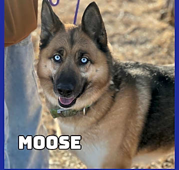 Photo of Moose