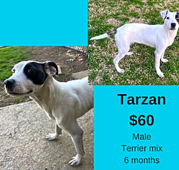 Photo of Tarzan