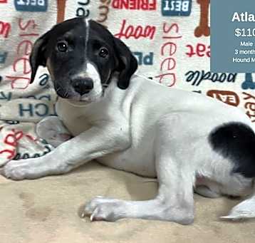 Photo of Atlas
