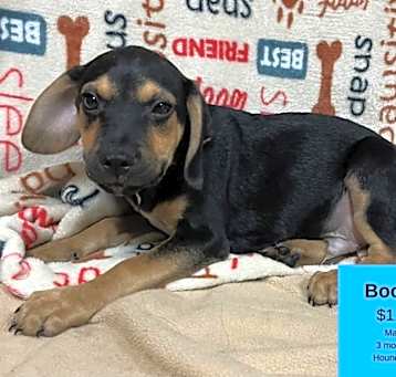 Photo of Boone