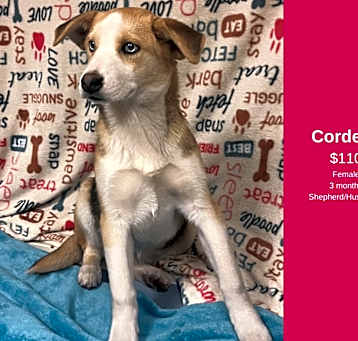 Photo of Cordelia