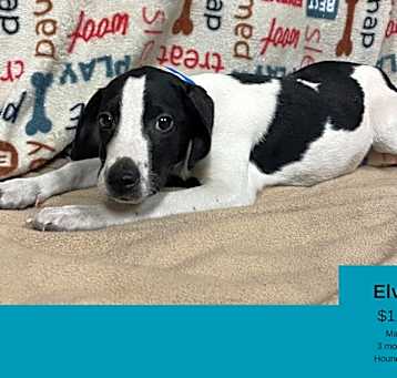 Photo of Elvis
