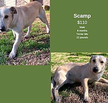 Photo of Scamp