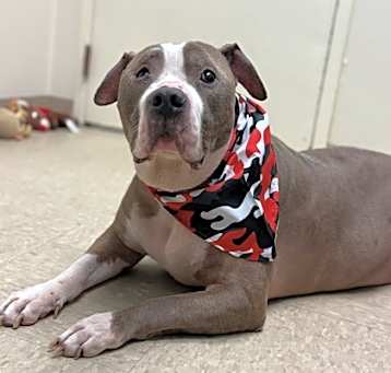 Photo of Potato Spud - IN FOSTER