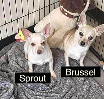 Photo of Brussel (and Sprout)