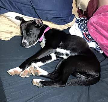 Photo of Iris