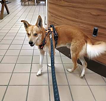 Photo of Shiloh