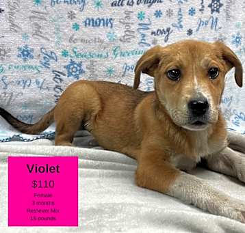 Photo of Violet