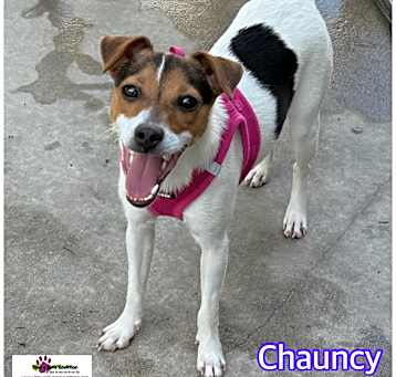Photo of Chauncy