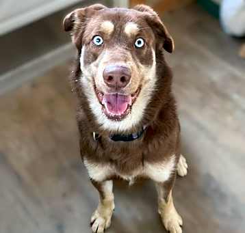 Photo of Harley