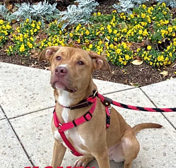 Photo of Honey