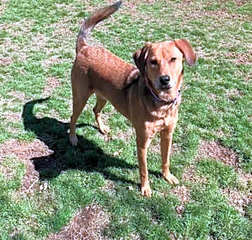 Photo of Dixie