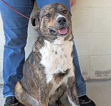 Photo of Brisby