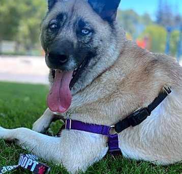 Photo of Roxy