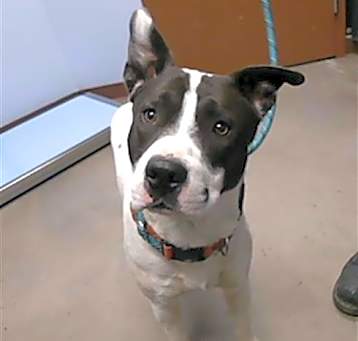 Photo of SCOUT