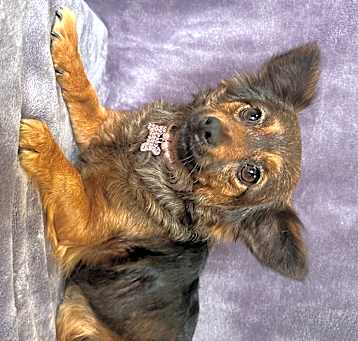 Photo of Abby
