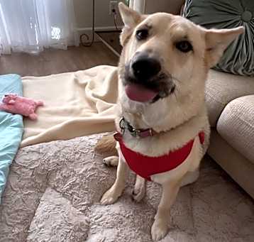 Photo of Sunny
